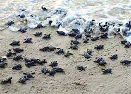 لاک پشت های دریایی کیش لاک پشت های دریایی کیش